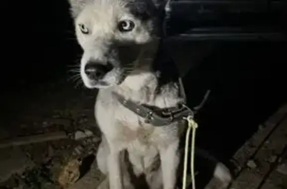 Собака найдена: Моск. ул., 30, Красная Зорька