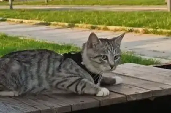 Кошки потеряшки, Медведево, фото: Потеряшка кошка, б-р 75-летия Победы, 5