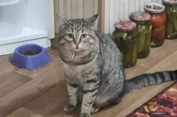 Кошки потеряшки, Томск, фото: Потеряшка кошка, ул. Л. Шевцовой 15, Томск