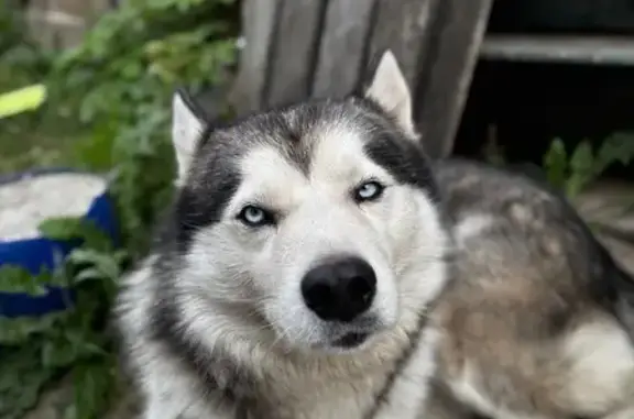 Пропала собака Арчи, Велижанская 72, Тюмень