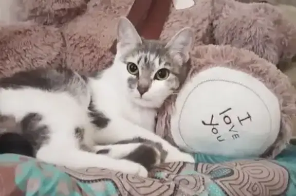 Кошки потеряшки, Славгород, фото: Кошка пропала: 3 мкр, д. 12, Славгород