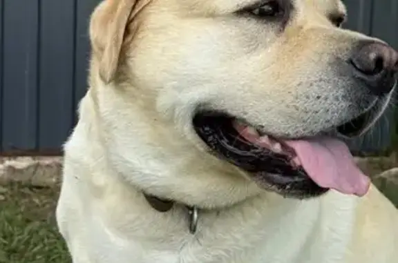 Собаки потеряшки, Смыловка, фото: Потеряшка собака в Смыловке, Татарстан