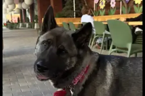 Собаки потеряшки, Екатеринбург, фото: Потеряшка собака у Ж/Д Вокзала, Екатеринбург