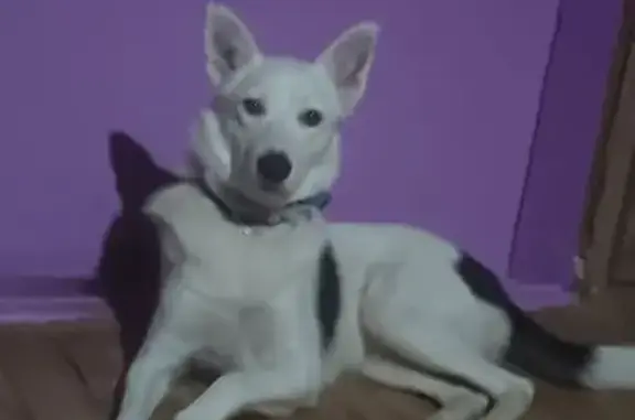 Пропала собака Джессика, Чудово, ул. Волховстроя, 328