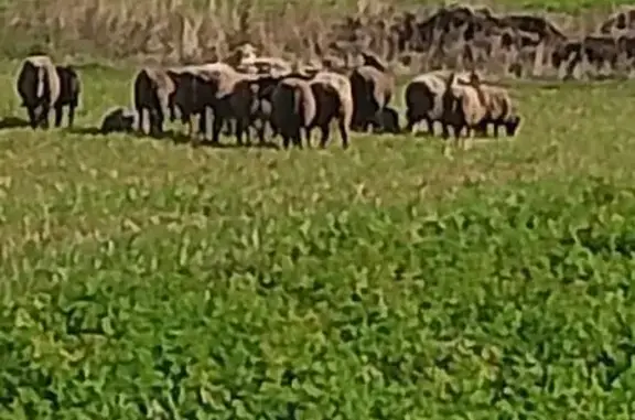 Стадо овец найдено в д. Костер...