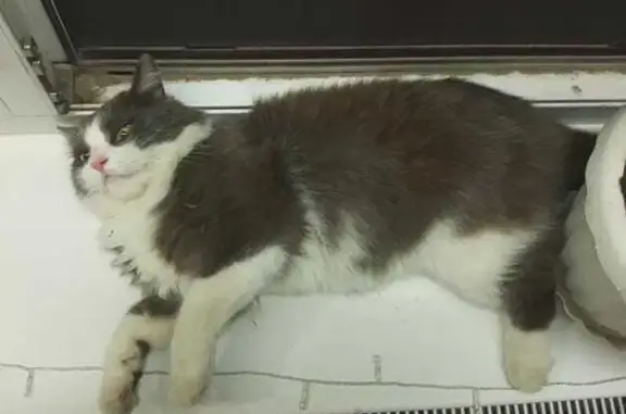 Кошки потеряшки, Новобессергеневка, фото: Потеряшка кошка, ул. Лескова, Новобессергеневка