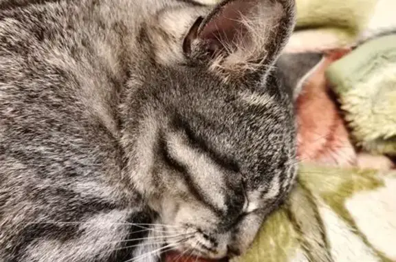 Кошки потеряшки, , фото: Потеряшка кошка, Йошкар-Ола, Марий Эл