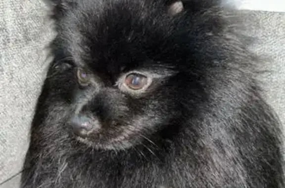 Собаки потеряшки, , фото: Потеряшка собака Тобик, Никулино, МО