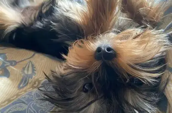 Пропала собака, Луговая ул. 11, Кольчугино