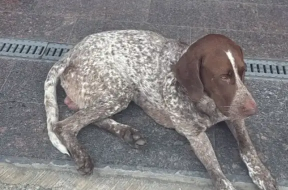 Курцхар найден: ул. Мира, Сочи