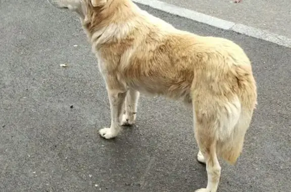 Собака найдена: ул. Менделеева, 217А, Уфа