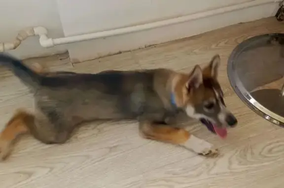 Щенок найден: ул. Свердлова, 35, Волжский