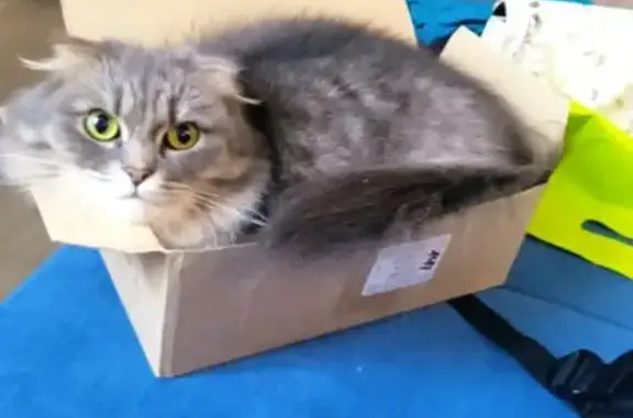 Пропала кошка, ул. 20-летия Победы, Соликамск