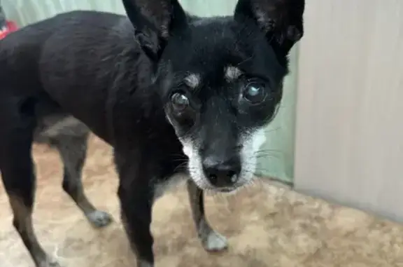 Найдена собака, Анапа, фото: Найдена собака, Лермонтова 119, Анапа