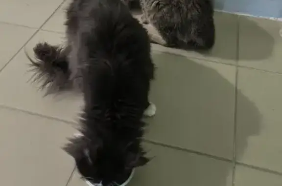Найдена кошка, городской округ Сургут, фото: Кошка найдена: Университетская, 45/2