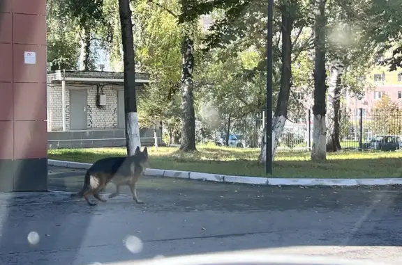 Овчарка найдена на Гладкова, 23, Чебоксары