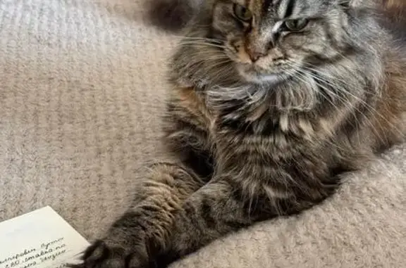 Пропала кошка, Парковый 7, Большой Камень