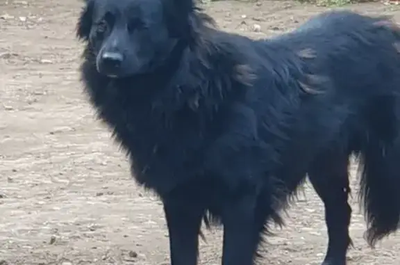 Найдена собака, , фото: Найдена собака, Преображенка, Первая ул.