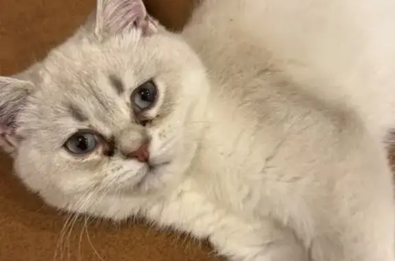 Пропала кошка, Подмосковная ул., Москва