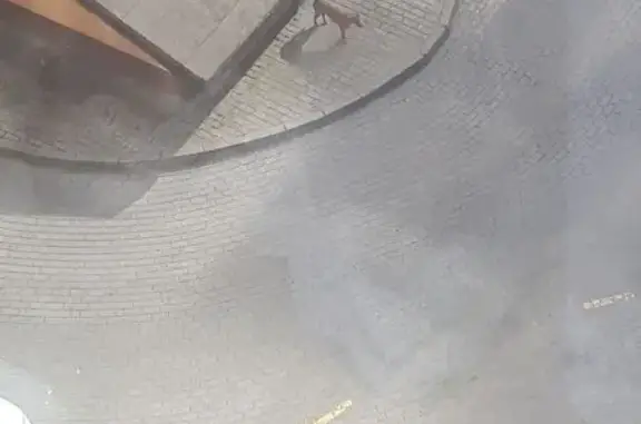 Найдена собака, ул. Челнокова, 60, Калининград