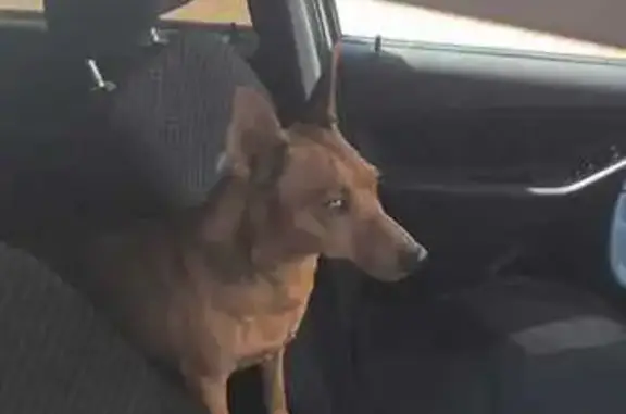 Найдена собака на Ростовском шоссе, 30/7