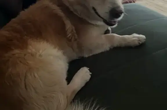 Пропала собака, Большие Харлуши, Челябинск