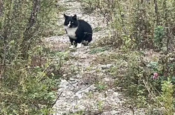 Найдена кошка, Петровский, фото: Кошка с разными глазами, Петровская 8А