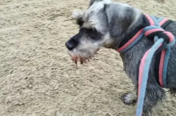 Найдена собака, , фото: Цвергшнауцер найден в Саморядово