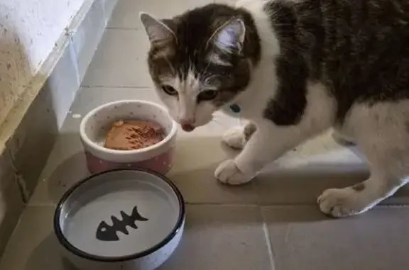 Кошка найдена, ул. Д. Донского, 42, Уфа