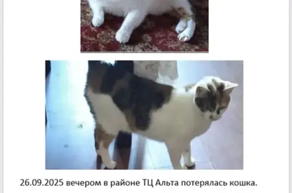 Пропала кошка у ТЦ Альта, Олимпийский 10