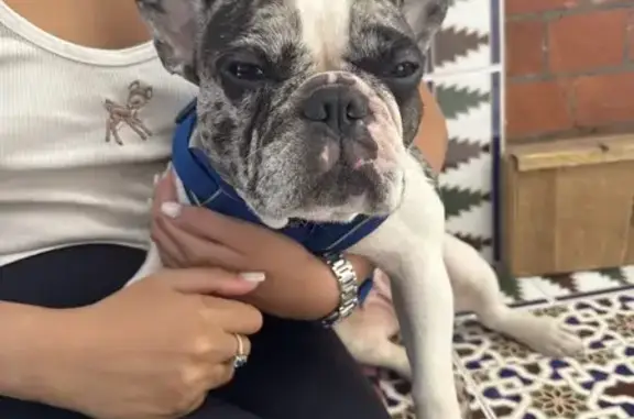 Найдена собака, Москва, фото: Французская собака найдена: 2-й Смоленский 1/4