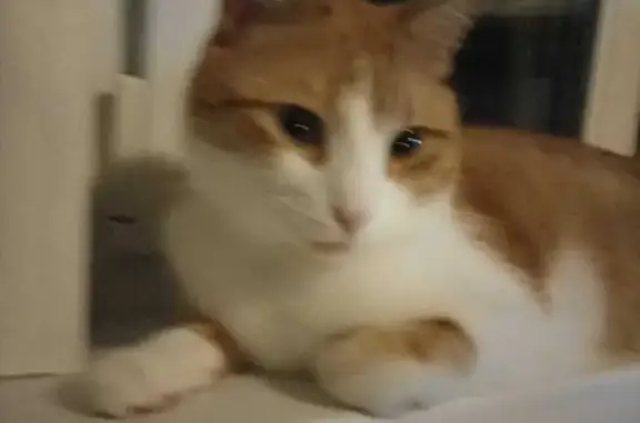 Пропала кошка, ул. Голованова, 18, Москва