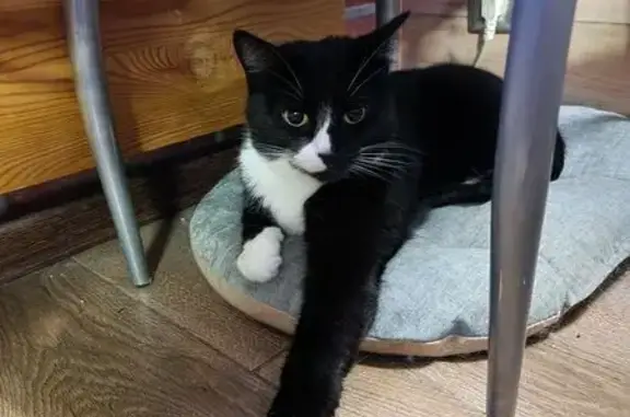 Кошки потеряшки, Химки, фото: Потеряшка кот, ул. Пожарского 21, Химки