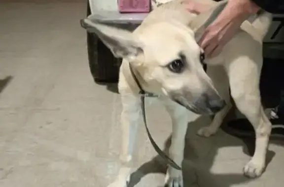 Найдена собака, Екатеринбург, фото: Собака найдена на Владивостокской 9/32