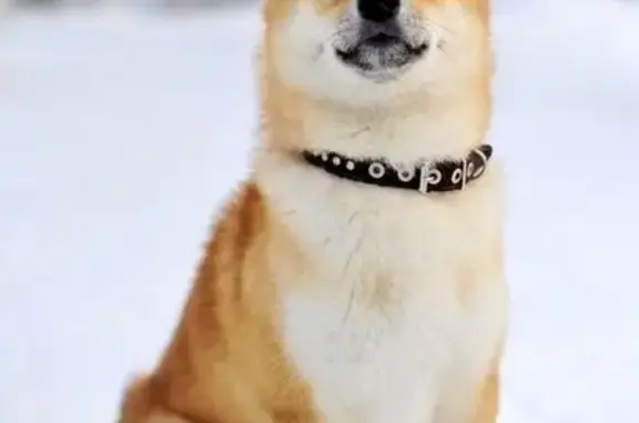 Собаки потеряшки, , фото: Потеряшка собака, ул. Ф. Шаляпина, Ижевск