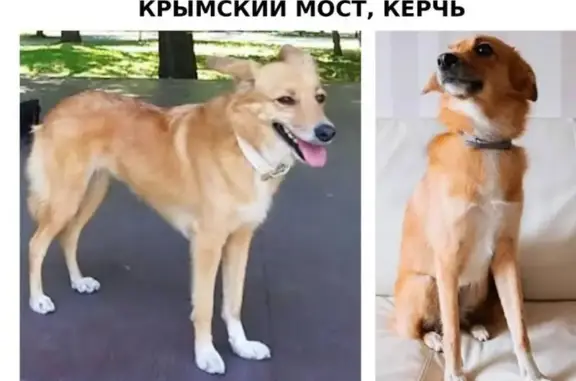 Собаки потеряшки, , фото: Потеряшка собака на Восточной улице, Багерово