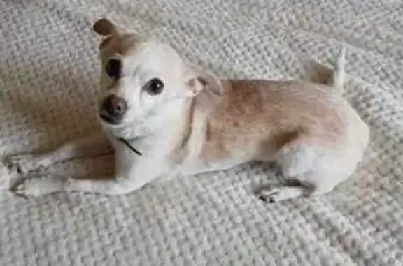 Собаки потеряшки, , фото: Потеряшка собака в Мелеузе, Башкортостан