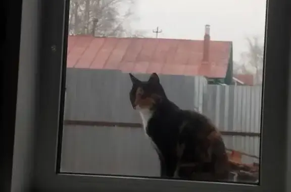 Пропала кошка, 2-я Сосневская ул., 10