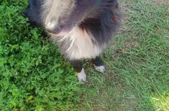 Пропала собака в Ишеево, Башкортостан