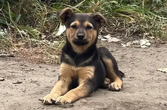 Найдена собака, Пенза, фото: Найдена собака, Пенза, ул. Антонова, 5А