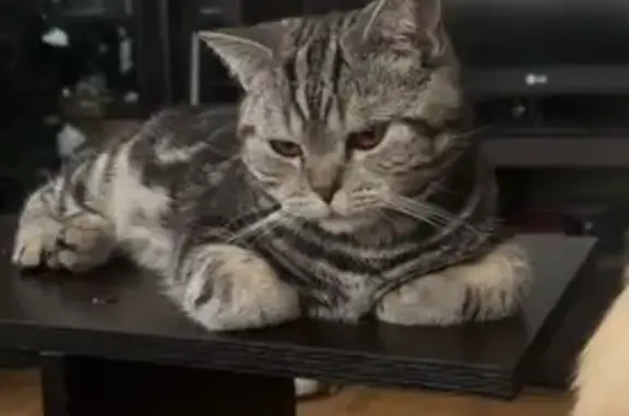 Кошки потеряшки, Пермский край, фото: Потеряшка кошка, Карпинского 67, Пермь