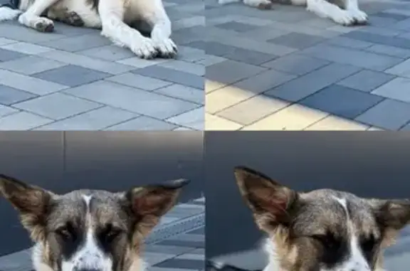 Найдена собака на Зорге, 19/162, Ростов-на-Дону