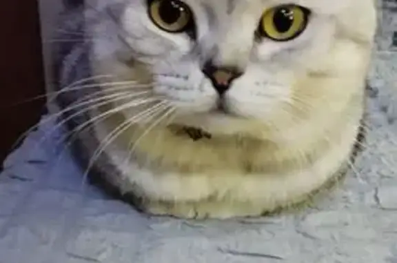 Кошки потеряшки, Кострома, фото: Потеряшка кошка, Земляная ул., 46, Кострома