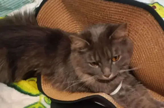 Пропала кошка, Пионерская 9, Балашиха