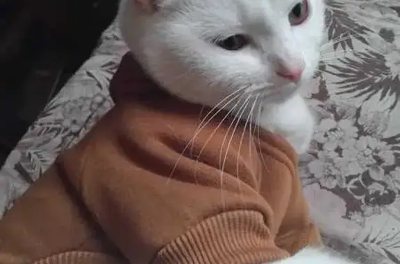 Пропала кошка, ул. Дзержинского, Семилуки