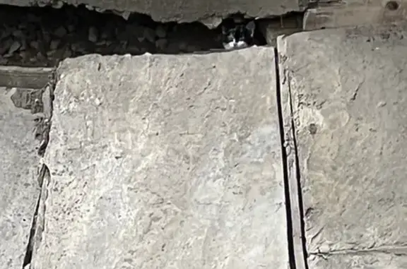 Объявления о пропавших и найденных животных, Саров, фото: Кошка в беде: пр. Музрукова, Саров