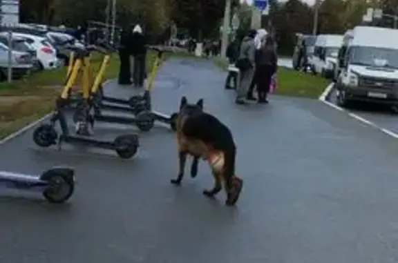 Найдена собака, Кольцовка, фото: Овчарка найдена в Чувашии