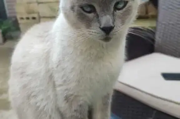 Пропала кошка, ул. Кирова 137, Сочи