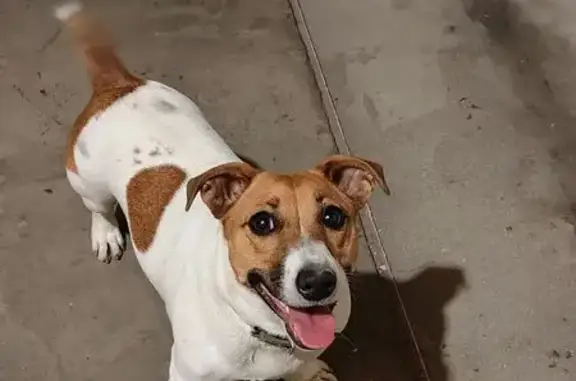 Пропала собака, Ягодная ул. 29А, Симферополь