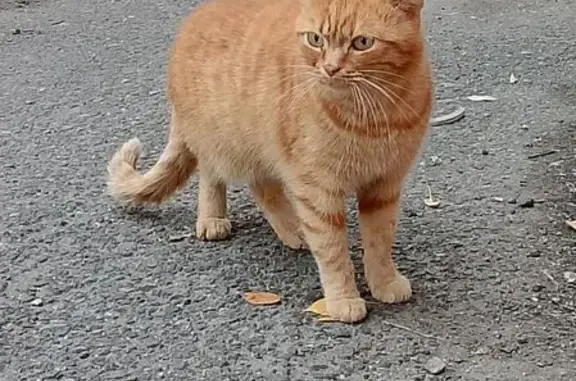Найдена кошка, Тюмень, фото: Котик найден: ул. Энергетиков, 6, Тюмень